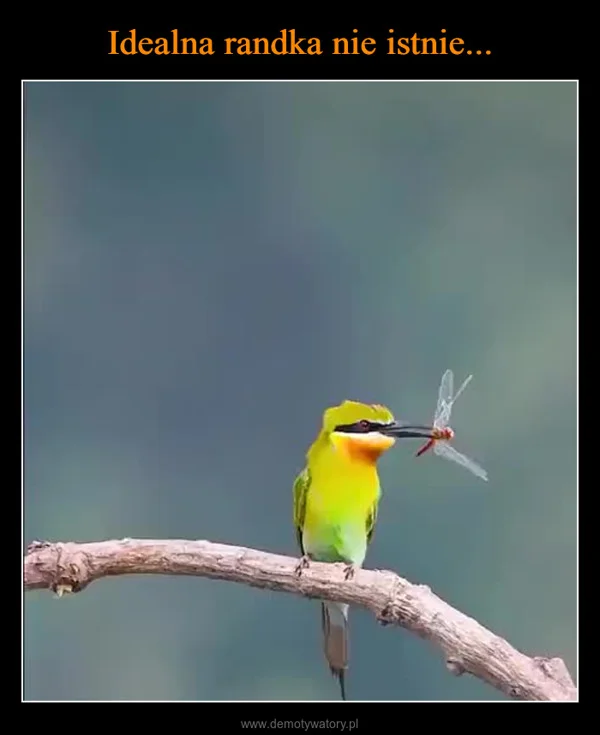 
    Idealna randka nie istnie...
