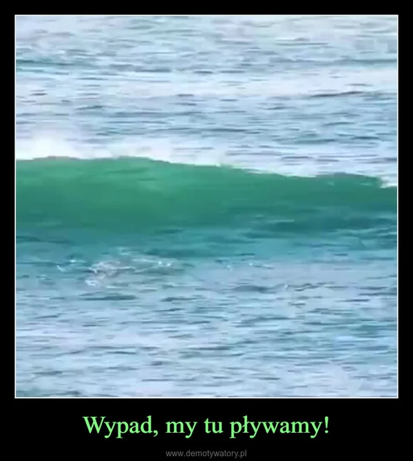 Wypad, my tu pływamy!