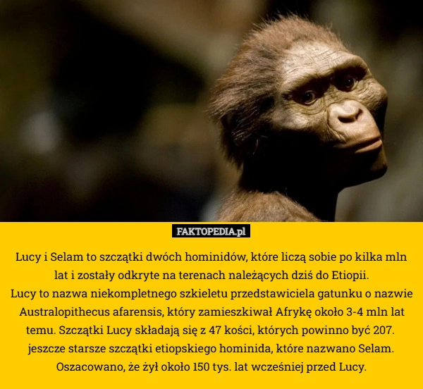 
    Lucy i Selam to szczątki dwóch hominidów, które liczą sobie po kilka mln