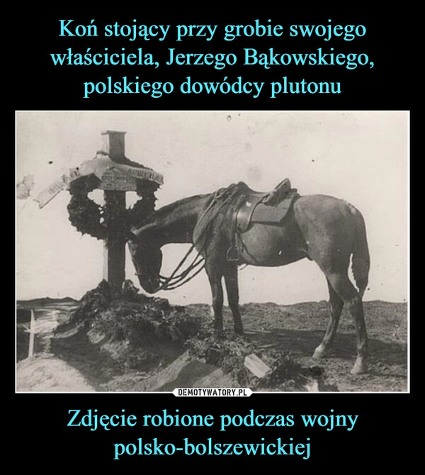 
    Koń stojący przy grobie swojego właściciela, Jerzego Bąkowskiego, polskiego dowódcy plutonu Zdjęcie robione podczas wojny polsko-bolszewickiej