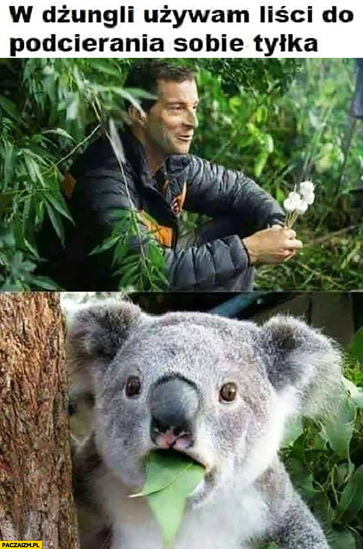 
    Bear Grylls w dżungli używam liści do podcierania sobie tyłka, koala zdziwiony przerażony