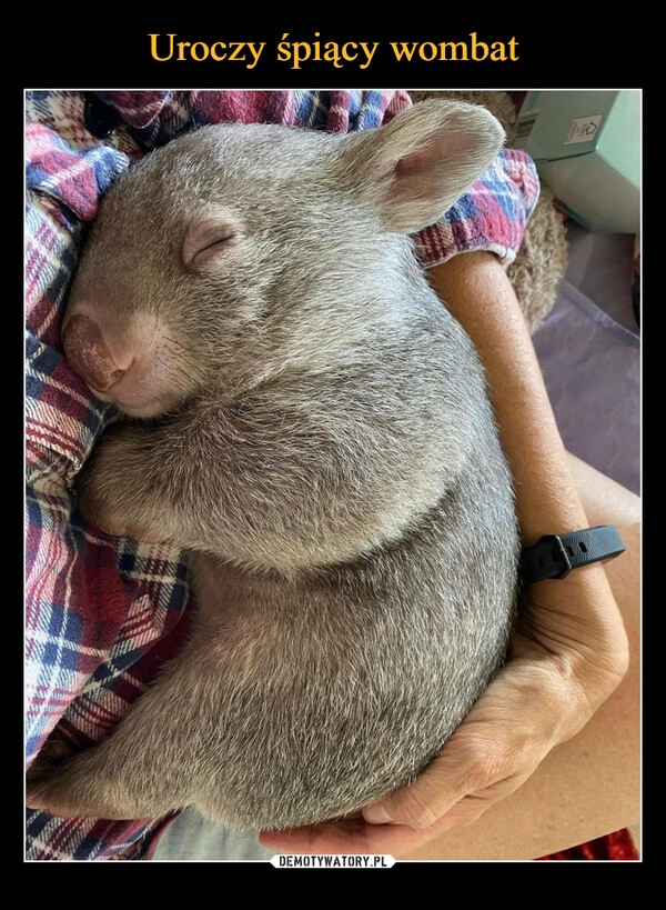 
    Uroczy śpiący wombat 