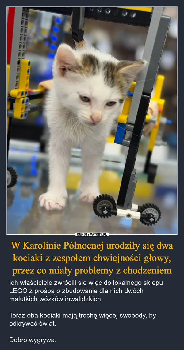 
    W Karolinie Północnej urodziły się dwa kociaki z zespołem chwiejności głowy, przez co miały problemy z chodzeniem
