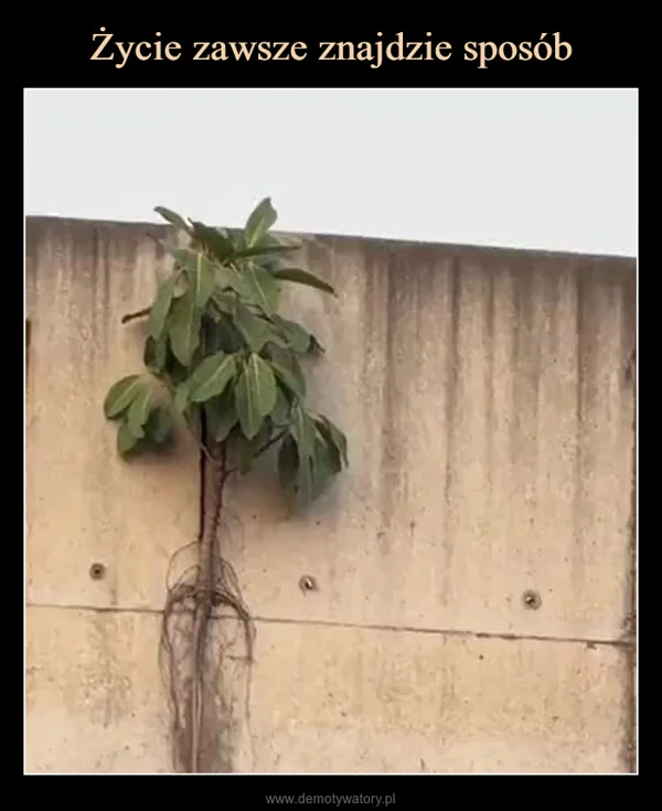 
    Życie zawsze znajdzie sposób