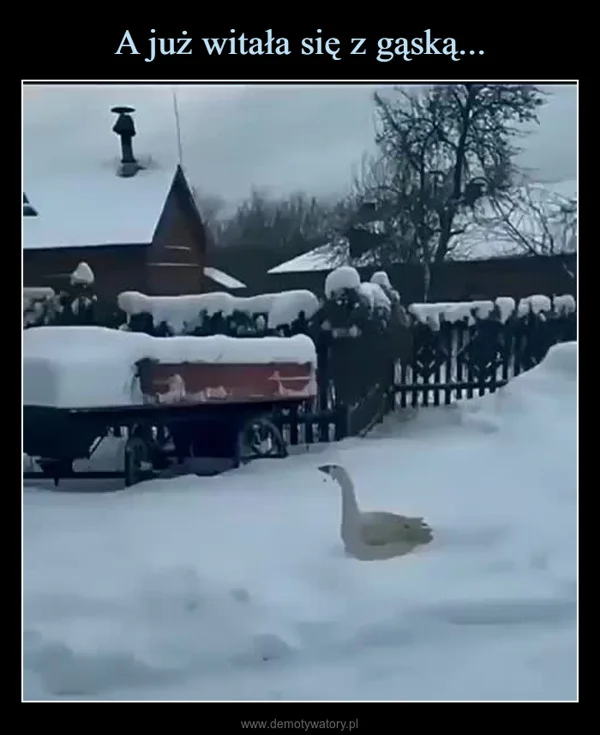 
    A już witała się z gąską...