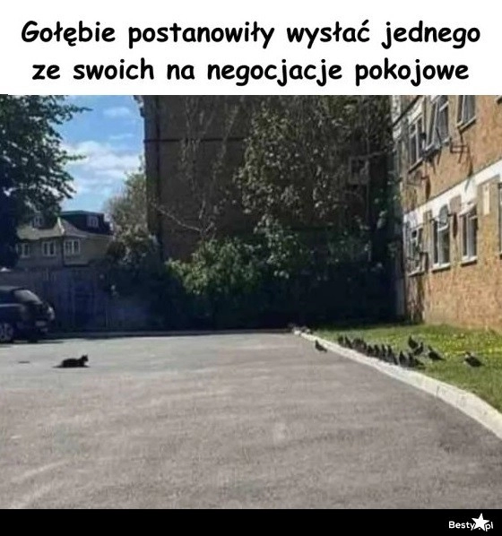 
    Negocjacje pokojowe 