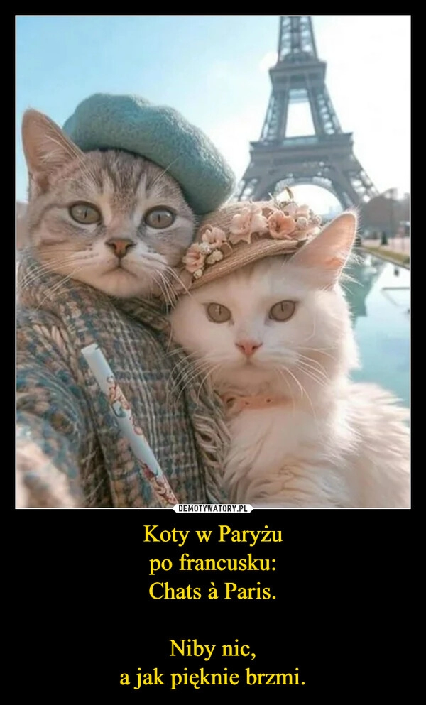 
    Koty w Paryżu
po francusku:
Chats à Paris.

Niby nic,
a jak pięknie brzmi.