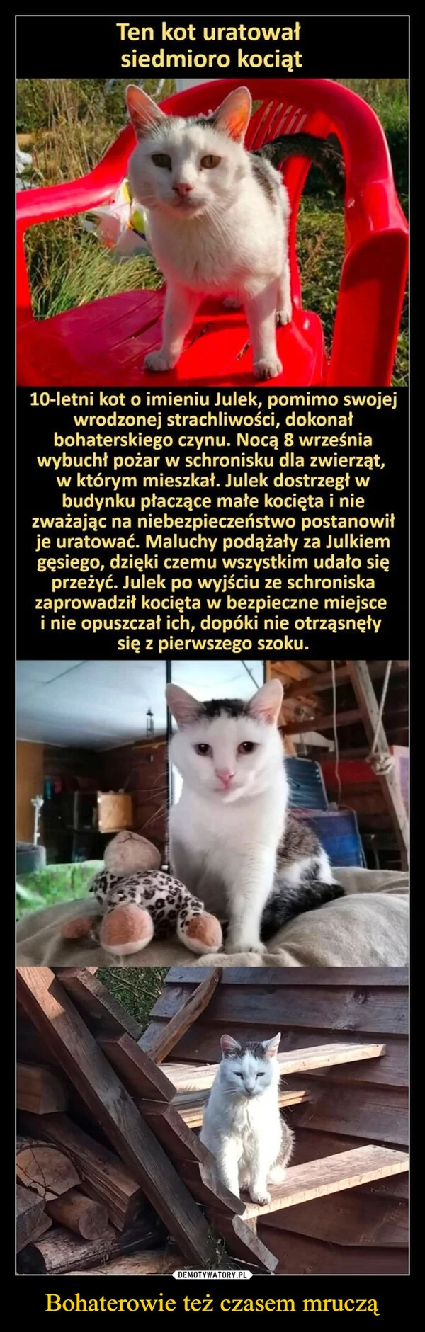 
    Bohaterowie też czasem mruczą