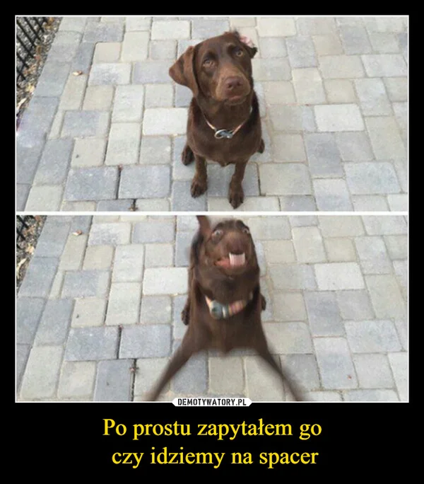 
    Po prostu zapytałem go czy idziemy na spacer