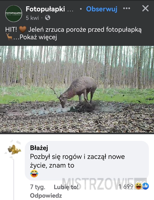 
    Zrzut poroża