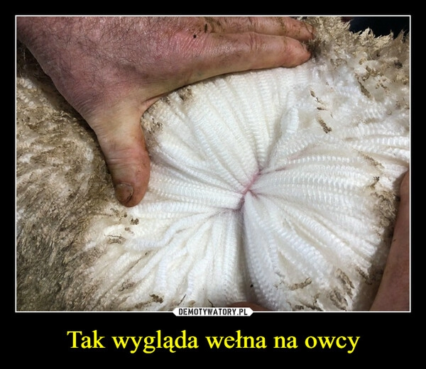 
    Tak wygląda wełna na owcy 