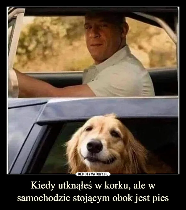 
    Kiedy utknąłeś w korku, ale w samochodzie stojącym obok jest pies