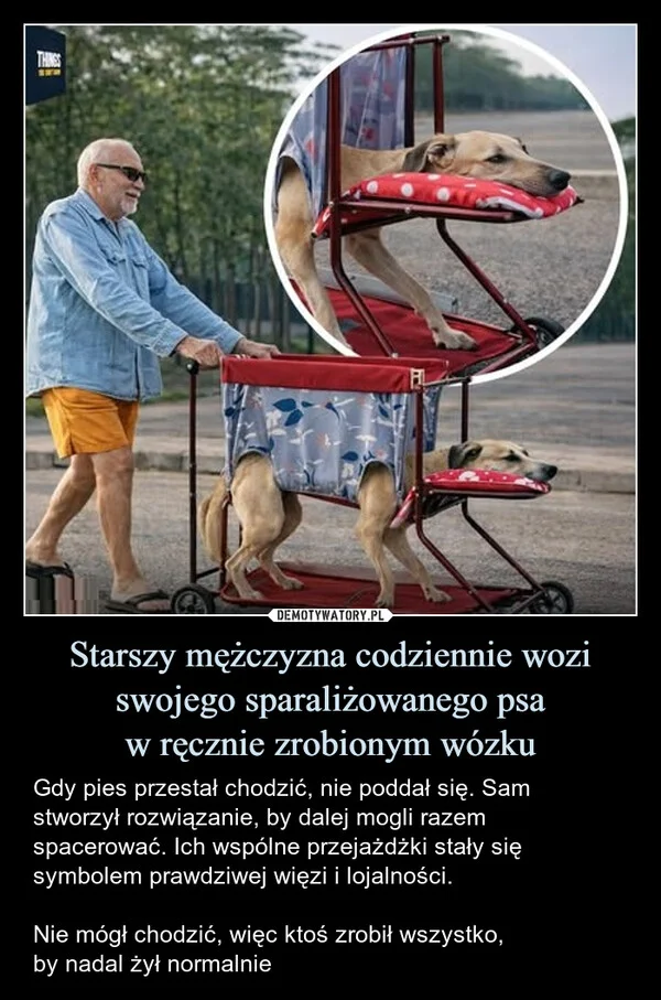 
    Starszy mężczyzna codziennie wozi swojego sparaliżowanego psa w ręcznie zrobionym wózku