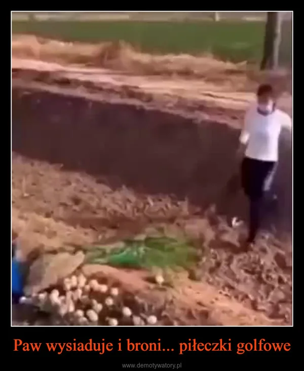 
    Paw wysiaduje i broni... piłeczki golfowe