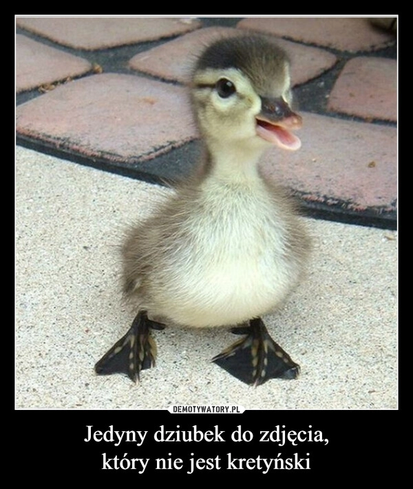 
    Jedyny dziubek do zdjęcia,
który nie jest kretyński