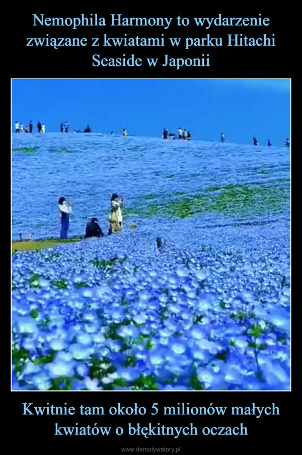 
    Nemophila Harmony to wydarzenie związane z kwiatami w parku Hitachi Seaside w Japonii Kwitnie tam około 5 milionów małych kwiatów o błękitnych oczach