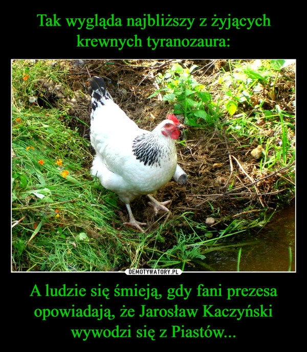 
    Tak wygląda najbliższy z żyjących krewnych tyranozaura: A ludzie się śmieją, gdy fani prezesa opowiadają, że Jarosław Kaczyński wywodzi się z Piastów... 