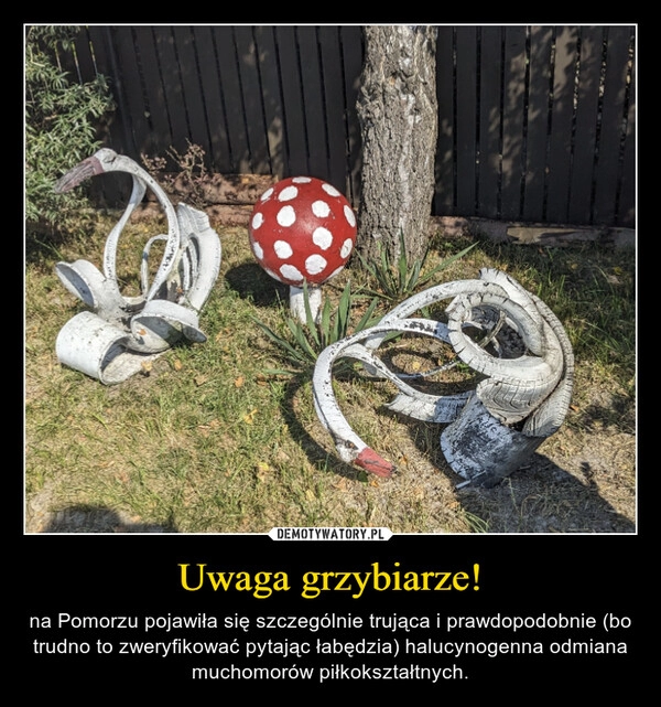 
    Uwaga grzybiarze!