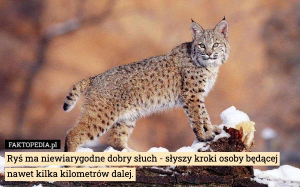 
    Ryś ma niewiarygodne dobry słuch - słyszy kroki osoby będącej nawet kilka