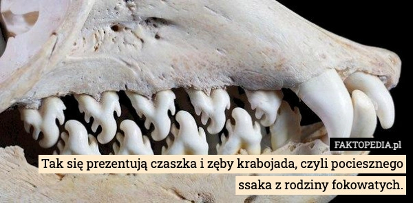 
    Tak się prezentują czaszka i zęby krabojada, czyli pociesznego ssaka z rodziny