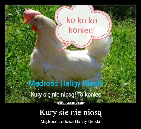 
    Kury się nie niosą