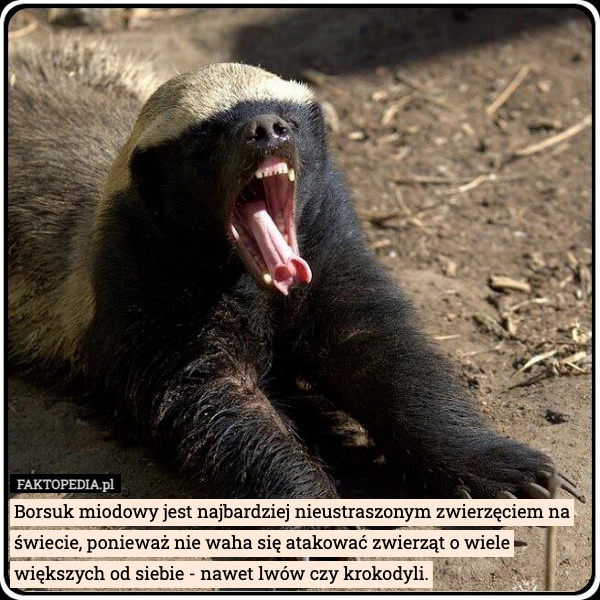 
    Borsuk miodowy jest najbardziej nieustraszonym zwierzęciem na świecie, ponieważ