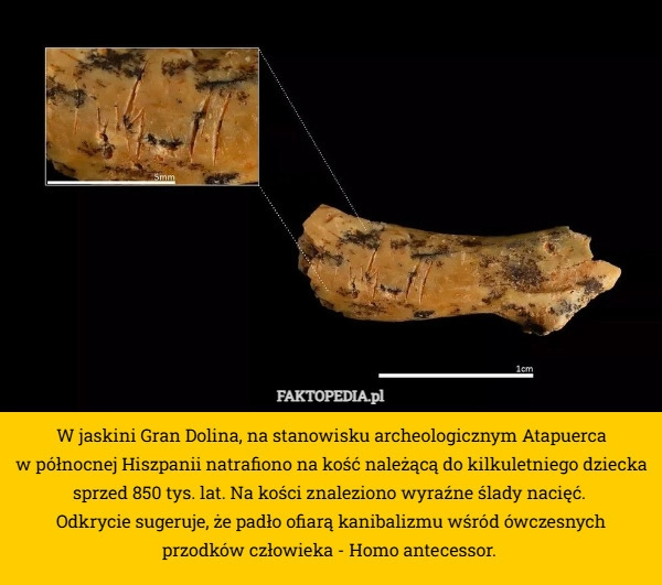 
    W jaskini Gran Dolina, na stanowisku archeologicznym Atapuerca
 w północnej