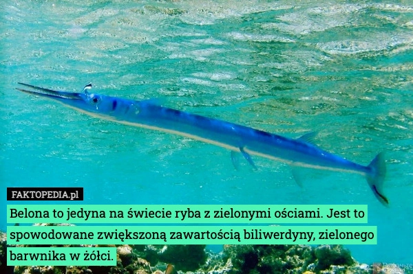 
    Belona to jedyna na świecie ryba z zielonymi ościami. Jest to spowodowane