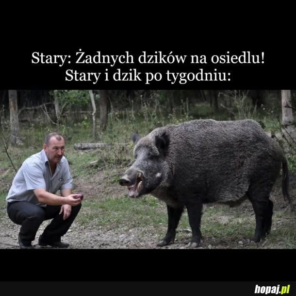
    Stary i dzik