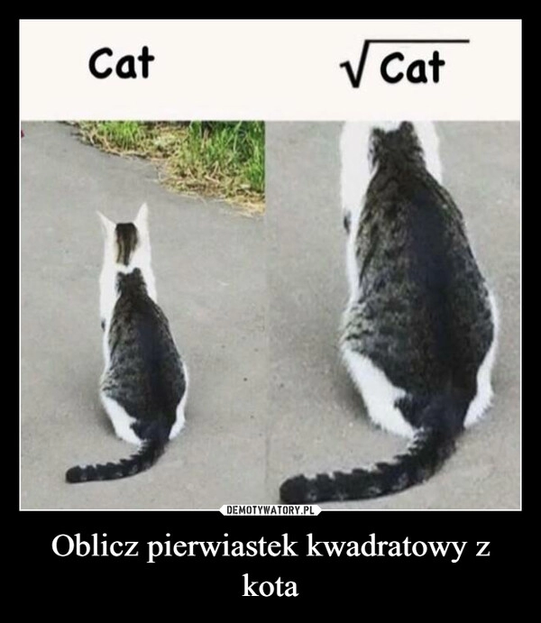 
    Oblicz pierwiastek kwadratowy z kota