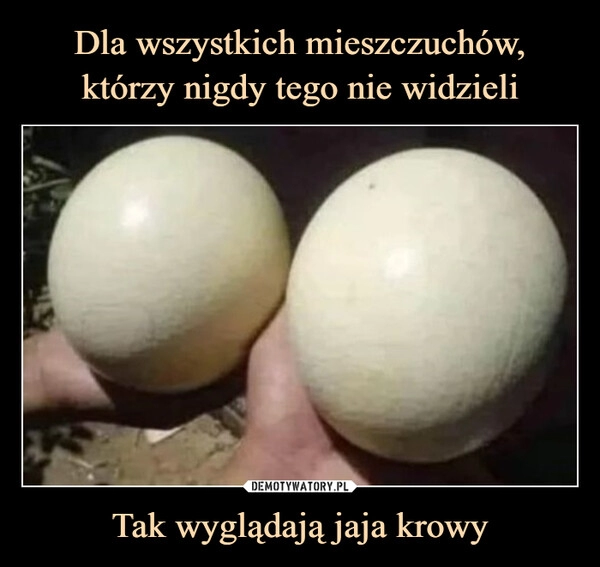 
    Dla wszystkich mieszczuchów, którzy nigdy tego nie widzieli Tak wyglądają jaja krowy