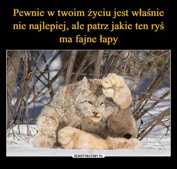 
    Pewnie w twoim życiu jest właśnie nie najlepiej, ale patrz jakie ten ryś ma fajne łapy