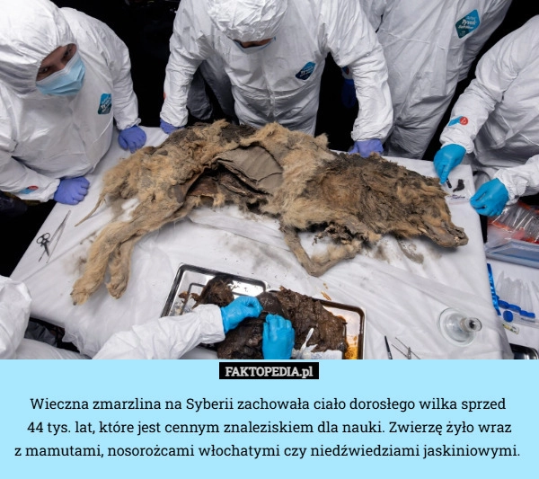 
    Wieczna zmarzlina na Syberii zachowała ciało dorosłego wilka sprzed 
44