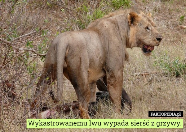 
    Wykastrowanemu lwu wypada sierść z grzywy.