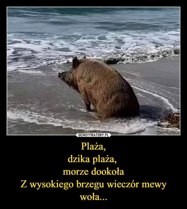 
    Plaża,
dzika plaża, 
morze dookoła
Z wysokiego brzegu wieczór mewy woła...