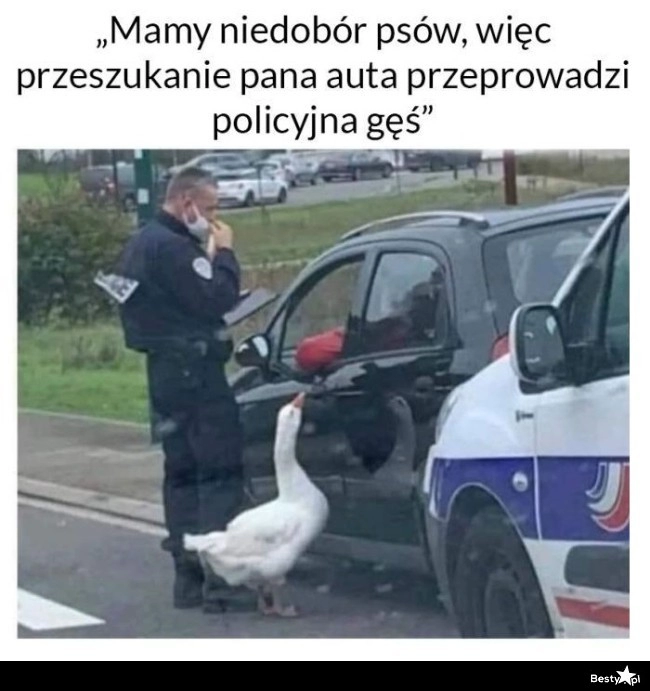 
    Policyjna gęś 