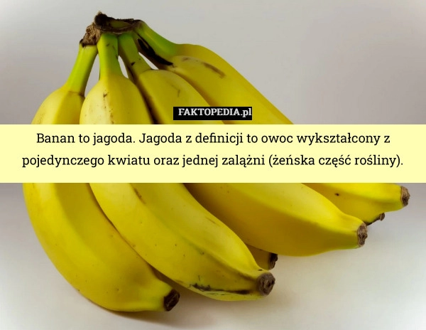 
    Banan to jagoda. Jagoda z definicji to owoc wykształcony z pojedynczego