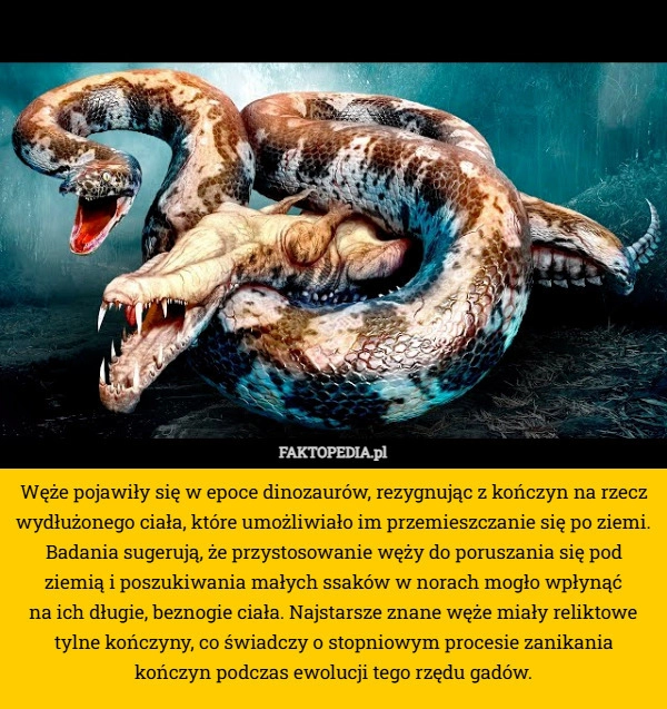 
    Węże pojawiły się w epoce dinozaurów, rezygnując z kończyn na rzecz wydłużonego