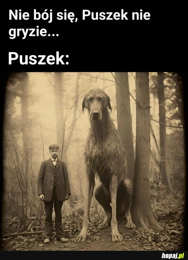 
    Typowy Puszek