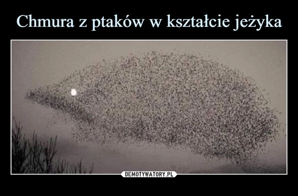 
    Chmura z ptaków w kształcie jeżyka