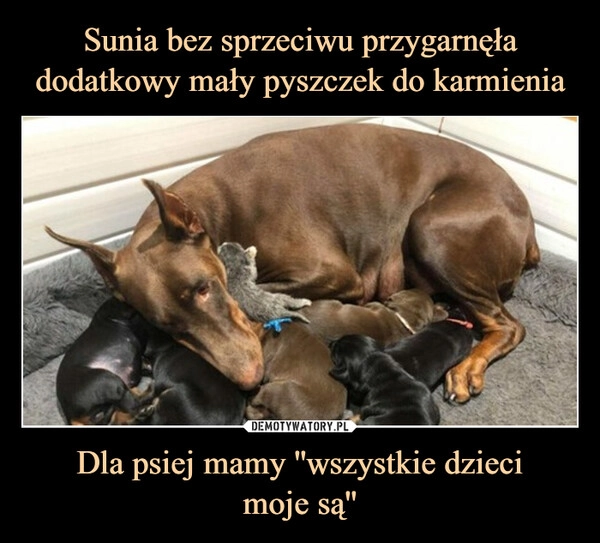 
    Sunia bez sprzeciwu przygarnęła dodatkowy mały pyszczek do karmienia Dla psiej mamy ''wszystkie dzieci
moje są''