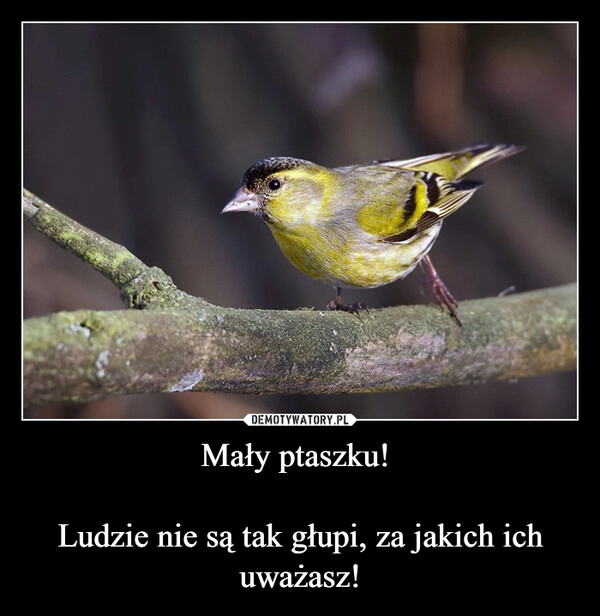 
    Mały ptaszku! 

Ludzie nie są tak głupi, za jakich ich uważasz!