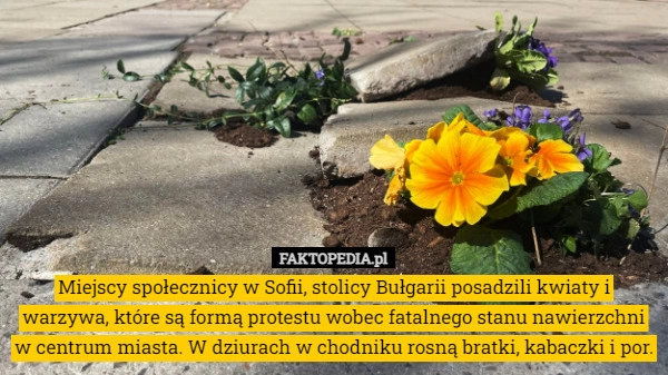 
    Miejscy społecznicy w Sofii, stolicy Bułgarii posadzili kwiaty i warzywa,