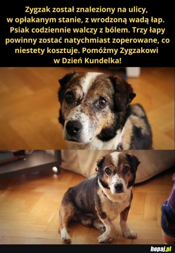 
    Pomóżmy Zygzakowi !