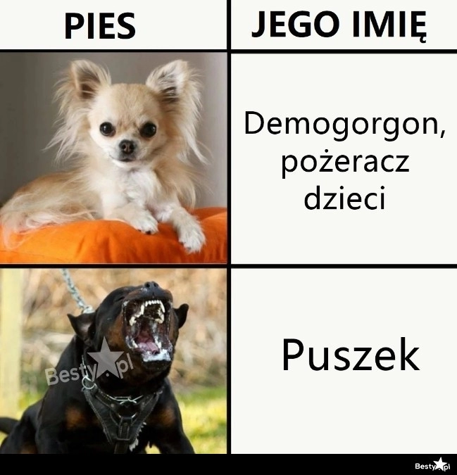 
    Imiona dla psów 