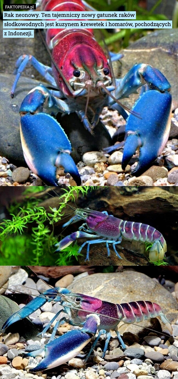 
    Rak neonowy. Ten tajemniczy nowy gatunek raków słodkowodnych jest kuzynem