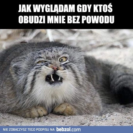 
    Gdy ktoś obudzi mnie bez powodu
