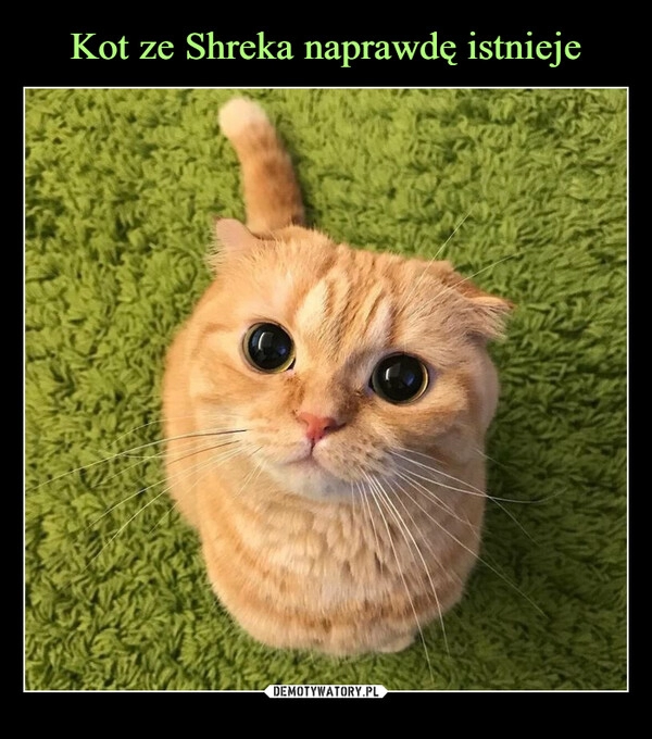 
    Kot ze Shreka naprawdę istnieje