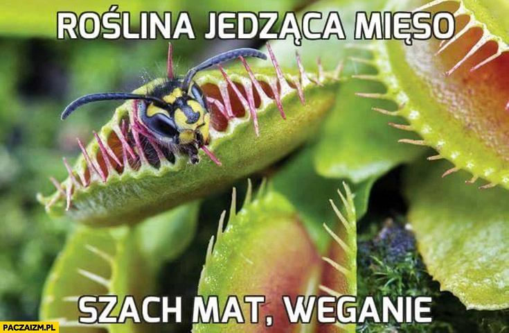 
    Roślina jedząca mięso szach mat weganie