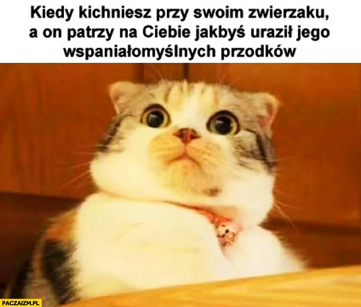 
    Kiedy kichniesz przy swoim zwierzaku kocie a on patrzy na Ciebie jakbyś uraził jego przodków